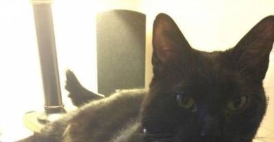 17 Extremely Helpful Cats