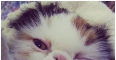 15 Cats Who Would Like You To Not!