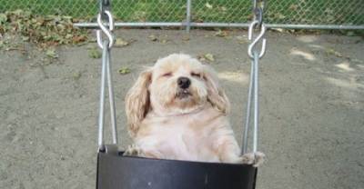 18 Animals Who Could Use A Little More Sleep