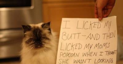 20 Guilty Cats Who Deserve To Be Shamed Publicly