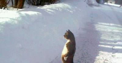 12 Indoor Cats That Seriously Don't Understand What Being Outside Means