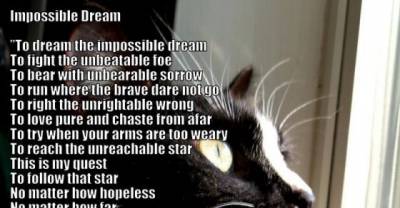 Words of Wisdom from Sylvester the Tuxedo Cat