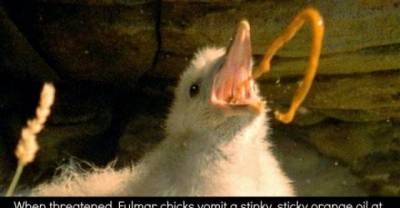 Terrifying Facts About the Animal Kingdom That Will Make You Cringe