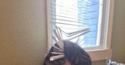 These cats who made choices that didn't end well for them