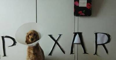 Creative Pet Cones That Your Pet Will Hate Even More