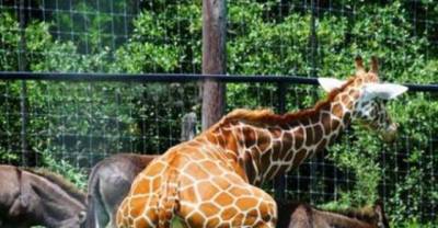 12 WTF Things You Might See At Your Nearest Zoo!