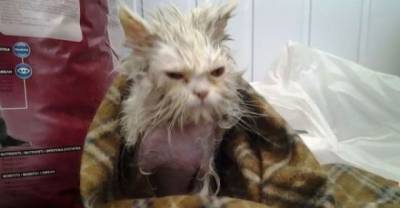Rescued Cats Get a New Lease on Life
