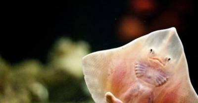 16 Incredibly Alien-Like Creatures That Look Like They Do Not Belong On This Planet