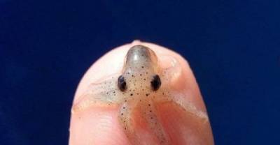 Collection Of The Tiniest And The Cutest Things You Probably Have Never Seen Before!