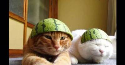 Adorable Animals Wearing Fruit Helmets
