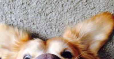 20 Times Golden Retrievers Failed So Hard But Were So Cute It Didn&rsquo;t Matter