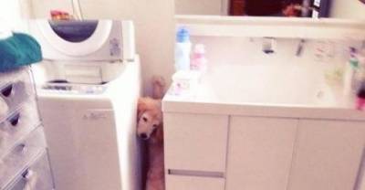 20 Dogs Who Made Poor Life Choices And Now Waiting For Rescue!