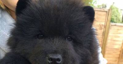 You Won't Be Able To Tell These Chubby Puppies From Teddy Bears - Part I