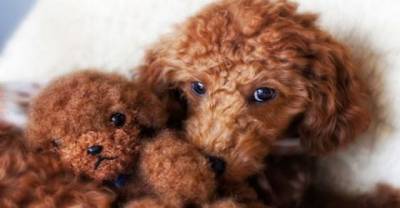 You Won't Be Able To Tell These Chubby Puppies From Teddy Bears - Part II