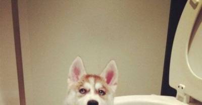 18 Animals Who Were Caught In The Act Up To No Good!