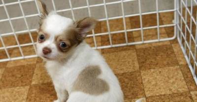 20 Animals Who Wear Their Hearts On Their Fur Coats