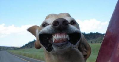 You Will Laugh Yourself To Tears After You See These 20 Ridiculous Dogs