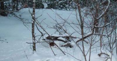 This Man Found A Box In The Snow. Nothing Could Prepare Him For What Was Inside It.