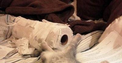 20 Cute Reactions From Pets When They Were Caught Red Handed Destroying Things