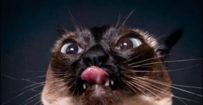 Funny, Cute And Attractive Animal Selfies That Will Make You Laugh Whenever You See Them