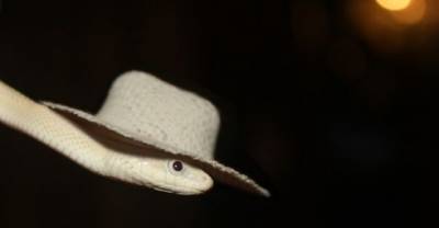 Adorable Little Snakes That Might Even Make You Go "Awwww"