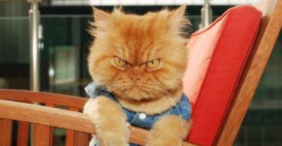 It's Just So Bad, These Pets Make Frustration Look So Funny
