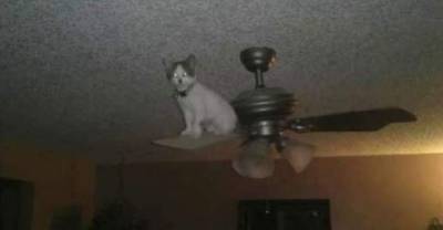 14 Places You Didn't Expect To Find Your Cat. #8 & 13 Are Hilarious