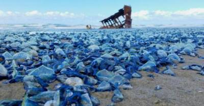 Billions Of Blue Jellyfish Wash Up On The West Coast