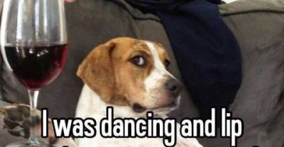 19 Most Outrageous Dog's Confession ever