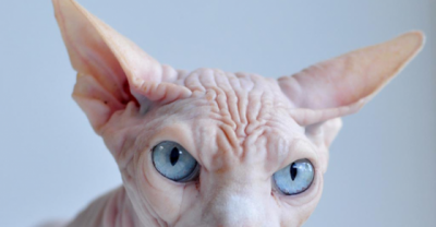 20 Weird Animals On Earth Which Will Shock You