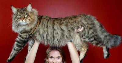Unbelievable! These Are The Biggest Cats Living On The Face Of The Earth (20 Pictures)