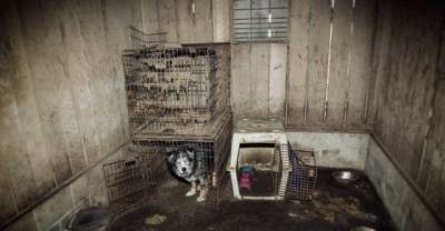 What Humans Did To These Dogs Is A Terrible Crime - This Will Leave You In Tears