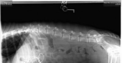 20 Of The Most Bizarre Objects Swallowed By Pets. #17 Really?