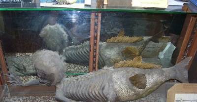 20 Hoaxes That Fooled The World #13 Fooled The Majority Of People Who Saw It.