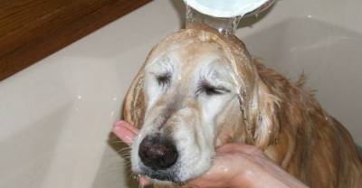 These 10 Dogs Just Love Having A Bath