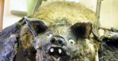 Don't Quit Your Day Job! 30 Hilariously Awful Examples of Taxidermy