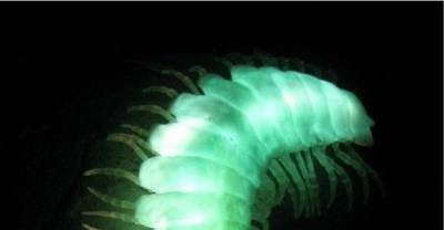 25 Bizarre Animal Defense Mechanisms That Have Proven To Be Quite Effective!