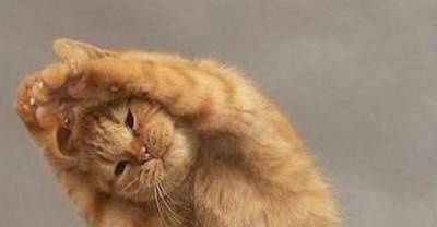 These Cats Have Forgotten How To Be Cats