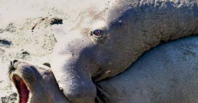 11 Horrifically Violent Animal Mating Rituals