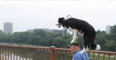 I Don't Think That's What They Mean By Walking The Dog.