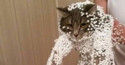 23 Ridicuosly Hilarious Cat Fails