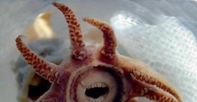Can You Look Inside These 10 Animal's Mouths and Not Get Freaked Out?