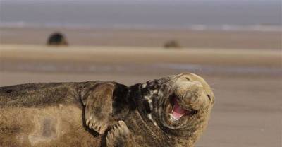 Have You Ever Seen Such Happy Animals?