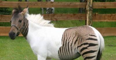12 Animals With Rare Genetic Mutations That Are Bizarre And Beautiful