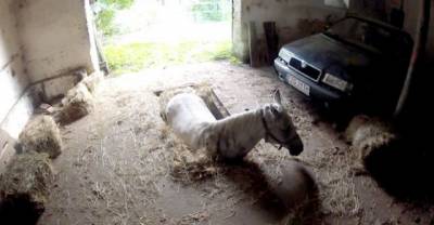 This Horse Was Trapped For Hours And Almost Gave Up...But Wait Till You See What Happens.