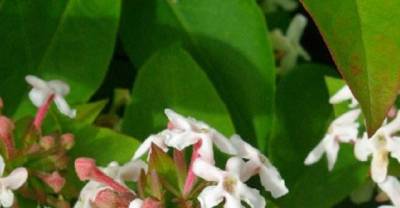 10 Scented Plants That Will Make Your Garden a Fragrant Paradise