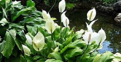 Air Detoxifying Plants for Indoor Use