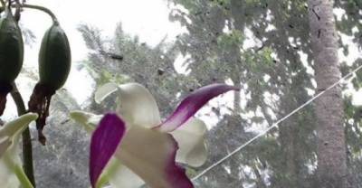 The 10 Rarest Orchids in the World