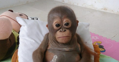 This Poor Baby Was Locked In A Cage For Years. What The Nurse Does? AMAZING