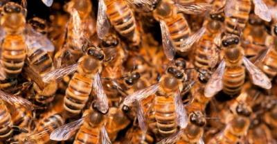 40,000 Bees Were Found Under This Woman's Bedroom...Ouch